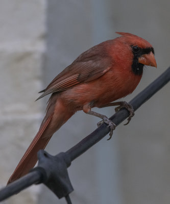 The handsome Mr. Cardinal