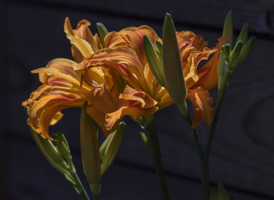 Carport day lilies