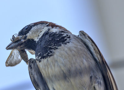 The moth-catcher, again