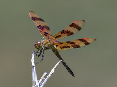 The prettiest dragonfly