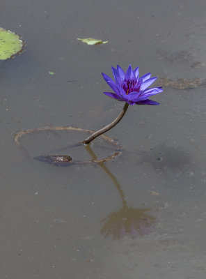 Three water lilies in one