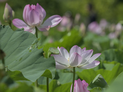 In the lotus pond
