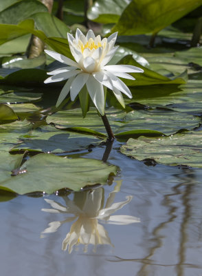Water lily reflected
