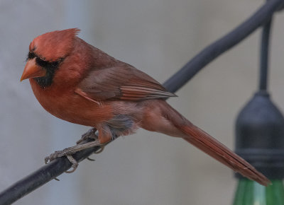The pensive Mr. Cardinal