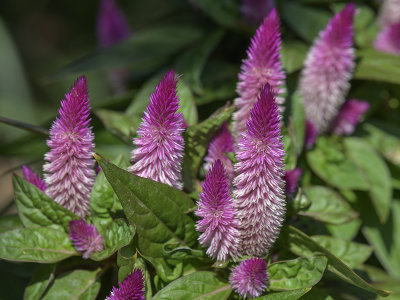 Celosia