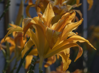 The end of the day lilies
