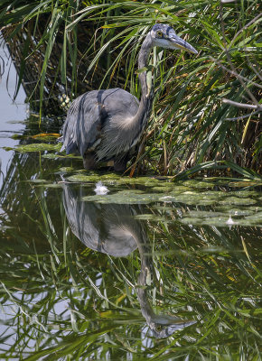 Heron reflected