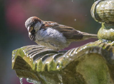 Another bather