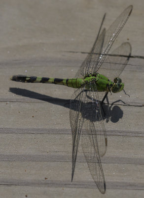 The flashy dragonfly