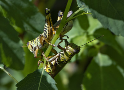 A grasshopper moment