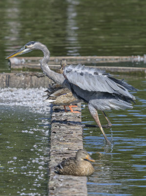 Ruffled feathers