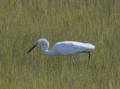 Egret in the marshes
