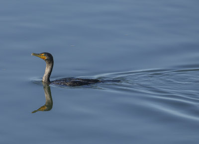 Long Island cormorant