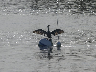 Silhouetted cormorant