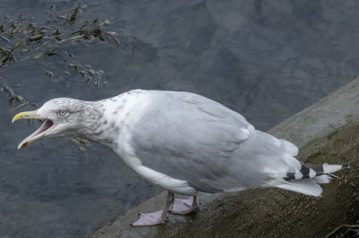Obnoxious seagull
