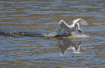 Swan at Hawk Watch