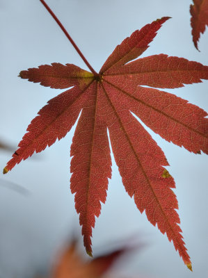 Detail on a red leaf