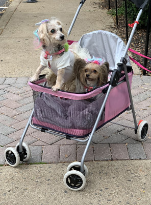 Dressed up for a stroll