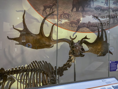 'Irish Elk,' on display since 1872