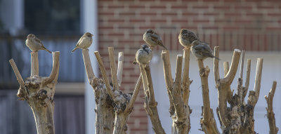 Sparrow confab