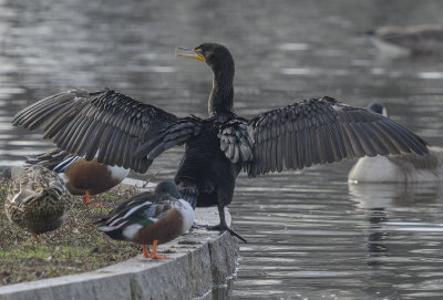 The cormorants are back!