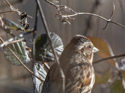 Sunlit sparrow