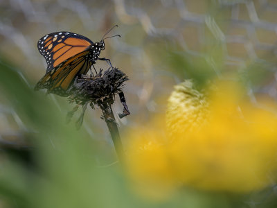 Summer monarch