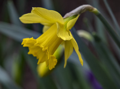 First daffodil (of winter!)