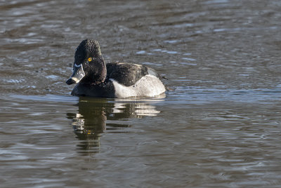 Salvaged ring-necked duck
