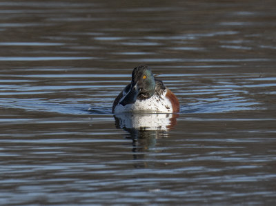 Shoveler giving us the eye