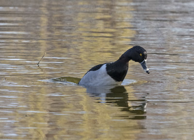 Poised for a deep dive