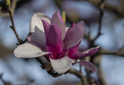Sunset magnolia