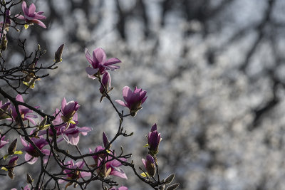 Magnolias on magnolias