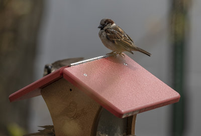Sparrow distancing