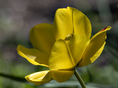 Tulip in a treebox