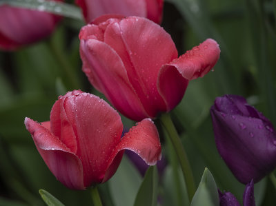 Rainy day tulips