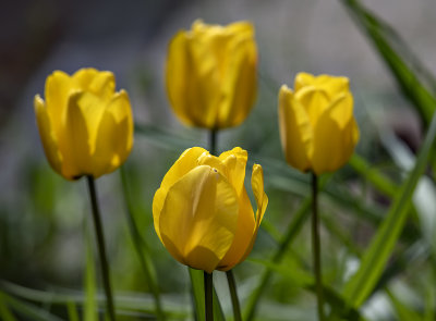Tulip quartet
