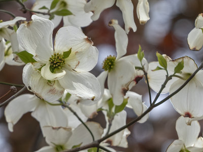 The elusive dogwood