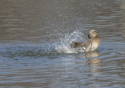 'Splish splash...'