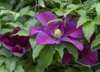Yet another clematis is blooming