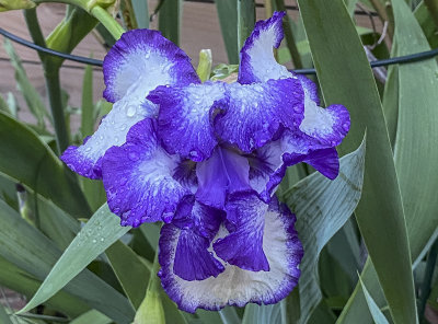 Droopy iris