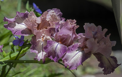 Iris bouquet