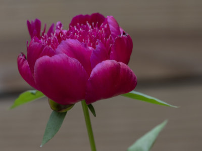 The volunteer has bloomed!