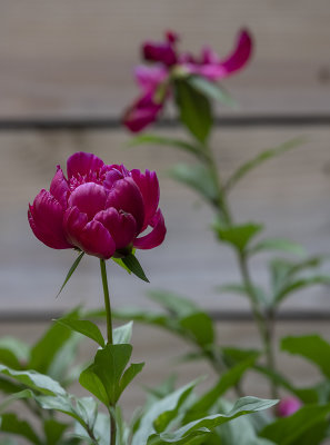 Three stages of a peony