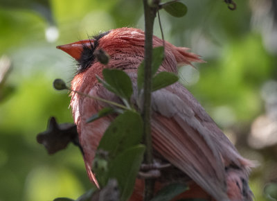 Intricacies of a cardinal's head
