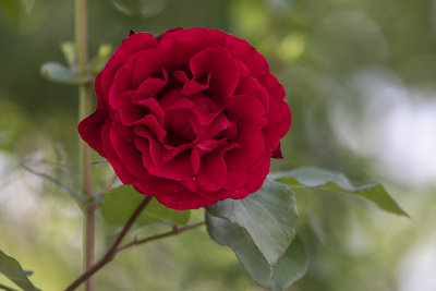 The very red rose