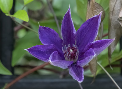 The tiniest clematis