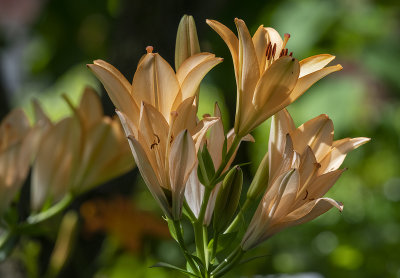 'Protest' lilies