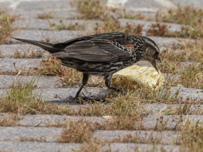 Potato chip fan