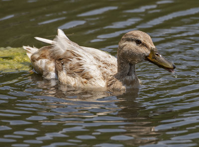 White duck